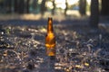 A brown beer bottle in a pine forest Royalty Free Stock Photo