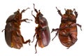 Brown beetle