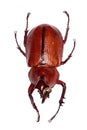 Brown beetle