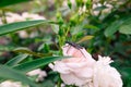 Brown beetle barbel on a pink rose