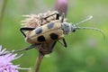 a brown cockroach with black spots Royalty Free Stock Photo