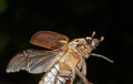 Brown beetle flying