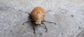 A brown beetle forages Royalty Free Stock Photo