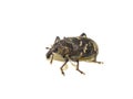 Brown beetle large pine weevil Hylobius abietis Royalty Free Stock Photo