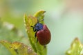 Brown beetle on a leaf