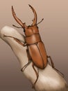 brown beetle