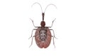Brown beetle Mormolyce castelnaudi isolated Royalty Free Stock Photo