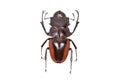 Brown beetle Odontolabis cuvera isolated Royalty Free Stock Photo