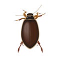 Brown beetle, top view of bug with antennae and legs, insect pest