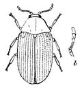 Brown Beetle, vintage illustration