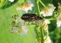 Brown beetle on white flower, Lithuania Royalty Free Stock Photo