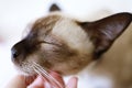 Brown beige cat with blue eyes. Siamese cat resting on floor Royalty Free Stock Photo