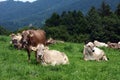 Brown and beige cows graze on a grassy green pasture near a forested mountainside