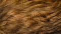 Brown and beige dog fur texture Royalty Free Stock Photo