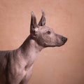 Xolo dog breed Xoloitzcuintle, Mexican hairless on a beige background, profile portrait