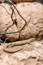 A brown and beige patterned lizard resting on a rock in a natural environment. Surrounding elements include dry branches and Royalty Free Stock Photo