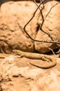 A brown and beige patterned lizard resting on a rock in a natural environment. Surrounding elements include dry branches and Royalty Free Stock Photo