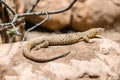 A brown and beige patterned lizard resting on a rock in a natural environment. Surrounding elements include dry branches and Royalty Free Stock Photo