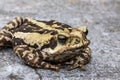 Close-up side view of a Yellow cururu toad, facing, Atlantic forest, Brazil Royalty Free Stock Photo