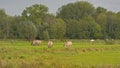 Brown belgian draft horses grazing in a meadow. Royalty Free Stock Photo