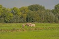 Brown belgian draft horses grazing in a meadow. Royalty Free Stock Photo