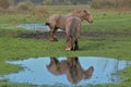 Brown Belgian draught horses grazing, reflecting in a puddle in the meadow Royalty Free Stock Photo