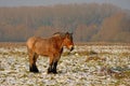 Brown belgian heavy horse stanind in winter meadow with snow