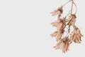 Brown bell shape dry flowers romantic branch vintage effect on light background with place for text macro