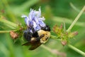 Brown-belted Bumble Bee - Bombus griseocollis Royalty Free Stock Photo