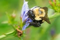 Brown-belted Bumble Bee - Bombus griseocollis Royalty Free Stock Photo