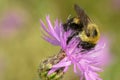 Brown-belted Bumble Bee - Bombus griseocollis Royalty Free Stock Photo