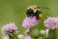 Brown-belted Bumble Bee - Bombus griseocollis Royalty Free Stock Photo