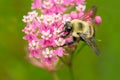 Brown-belted Bumble Bee - Bombus griseocollis Royalty Free Stock Photo