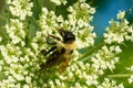 Brown-belted Bumble Bee - Bombus griseocollis Royalty Free Stock Photo