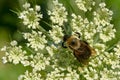 Brown-belted Bumble Bee - Bombus griseocollis Royalty Free Stock Photo