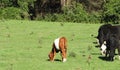 Brown Belted Dutch calf in summer dairy pasture Royalty Free Stock Photo