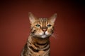brown bengal cat with green eyes portrait on brown background