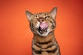 brown bengal cat portrait making funny face licking lips with mouth open