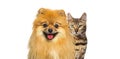 Brown bengal cat and Red Pomeranian dog panting with happy expression together on white background, banner framed looking at the Royalty Free Stock Photo