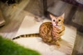 Brown Bengal Cat Royalty Free Stock Photo
