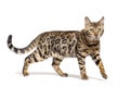 Brown bengal cat walking, isolated