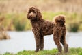 Brown Bernedoodle standing on the green grass in the park. Royalty Free Stock Photo