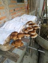 Brown Bhutan mushrooms in a plastic bag
