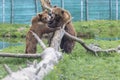Brown big bears playing pretending to fight with each other like children, wild nature in a outdoor park