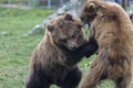 Brown big bears play pretending to fight with each other like children, wild nature in a outdoor park