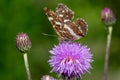 Brown big butterfly on burdock purple flower Royalty Free Stock Photo