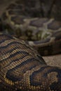 Brown big snake skin texture Royalty Free Stock Photo