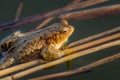 Brown big toad in the water, spring view Royalty Free Stock Photo