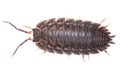 Brown big wood louse - Porcellio scaber