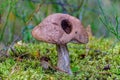 Brown Birch bolete edible mushroom Leccinum scabrum in the for